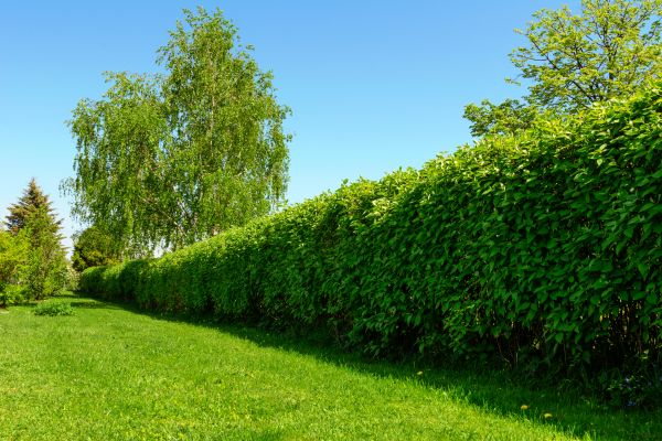 Hedge Replacement in Leland