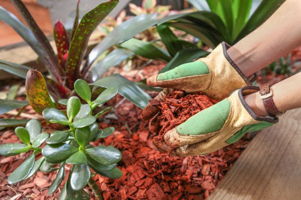 Cedar Mulch Installation in Leland