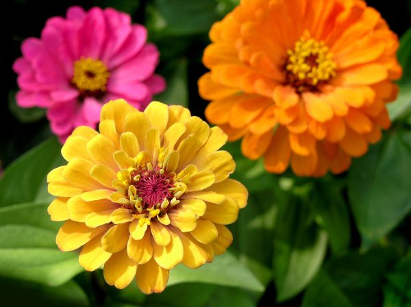 Zinnia Planting in Leland