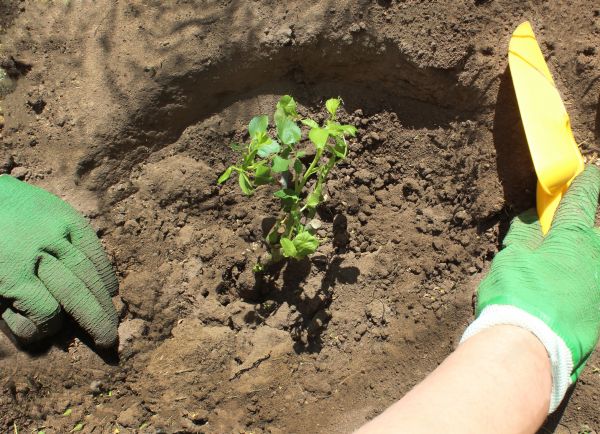 Rose Bush Planting in Leland