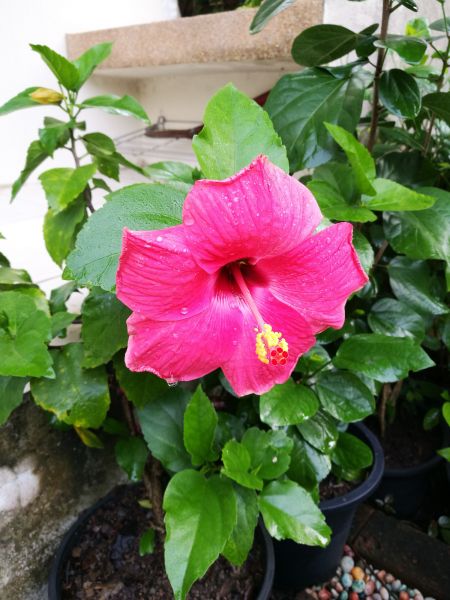 Hibiscus Planting in Leland