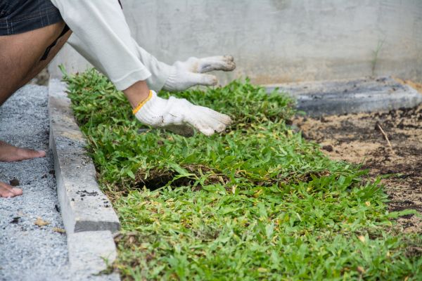 Ground Cover Planting in Leland