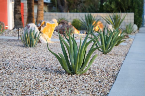 Drought Resistant Landscaping in Leland