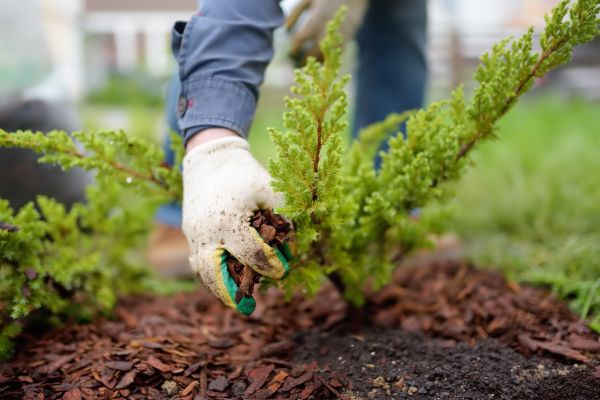 Church Mulching in Leland