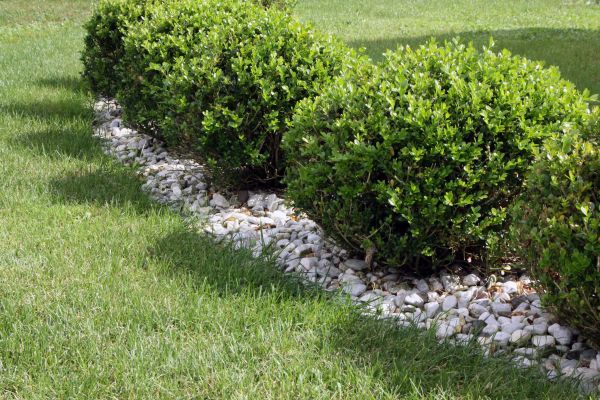 Boxwood Planting in Leland
