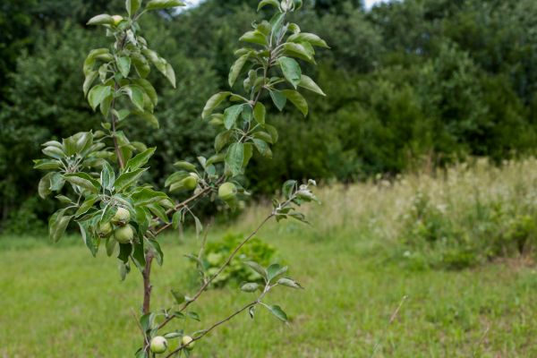 Apple Tree Planting in Leland