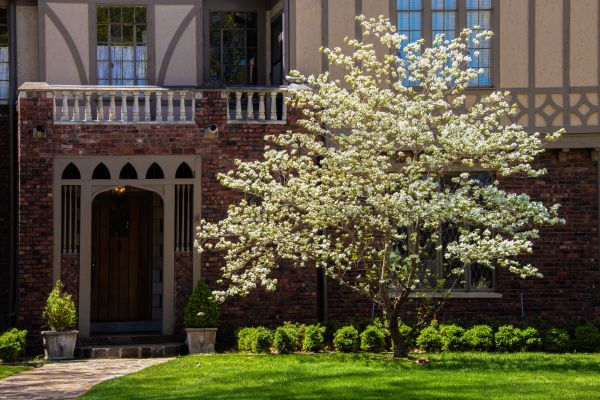 Dogwood Tree Planting in Leland