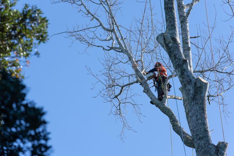 Arborist Tree Service detail